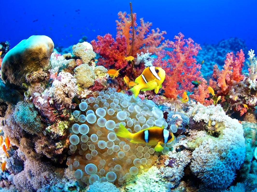 Uncovering the Secrets of Beaver Reef Belt