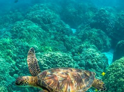 An Expedition into the Beaver Reef Belt